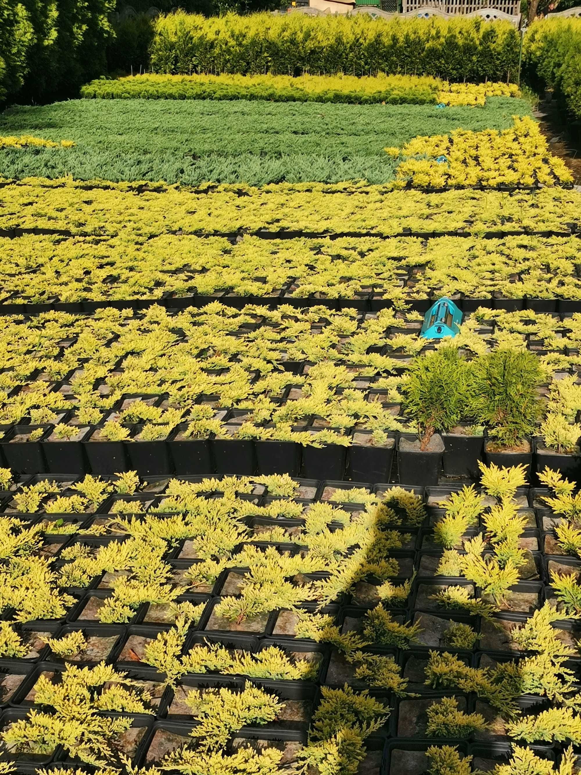 Złoty Jałowiec płożący  Golden Carpet 4 letni.