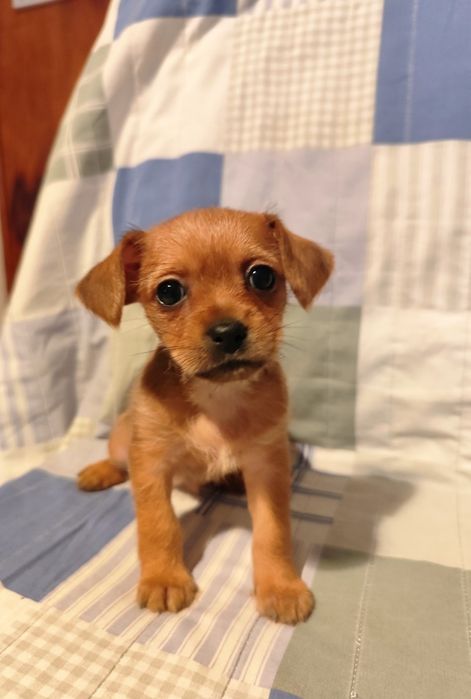 Oddam piękne kundelki po malutkich rodzicach