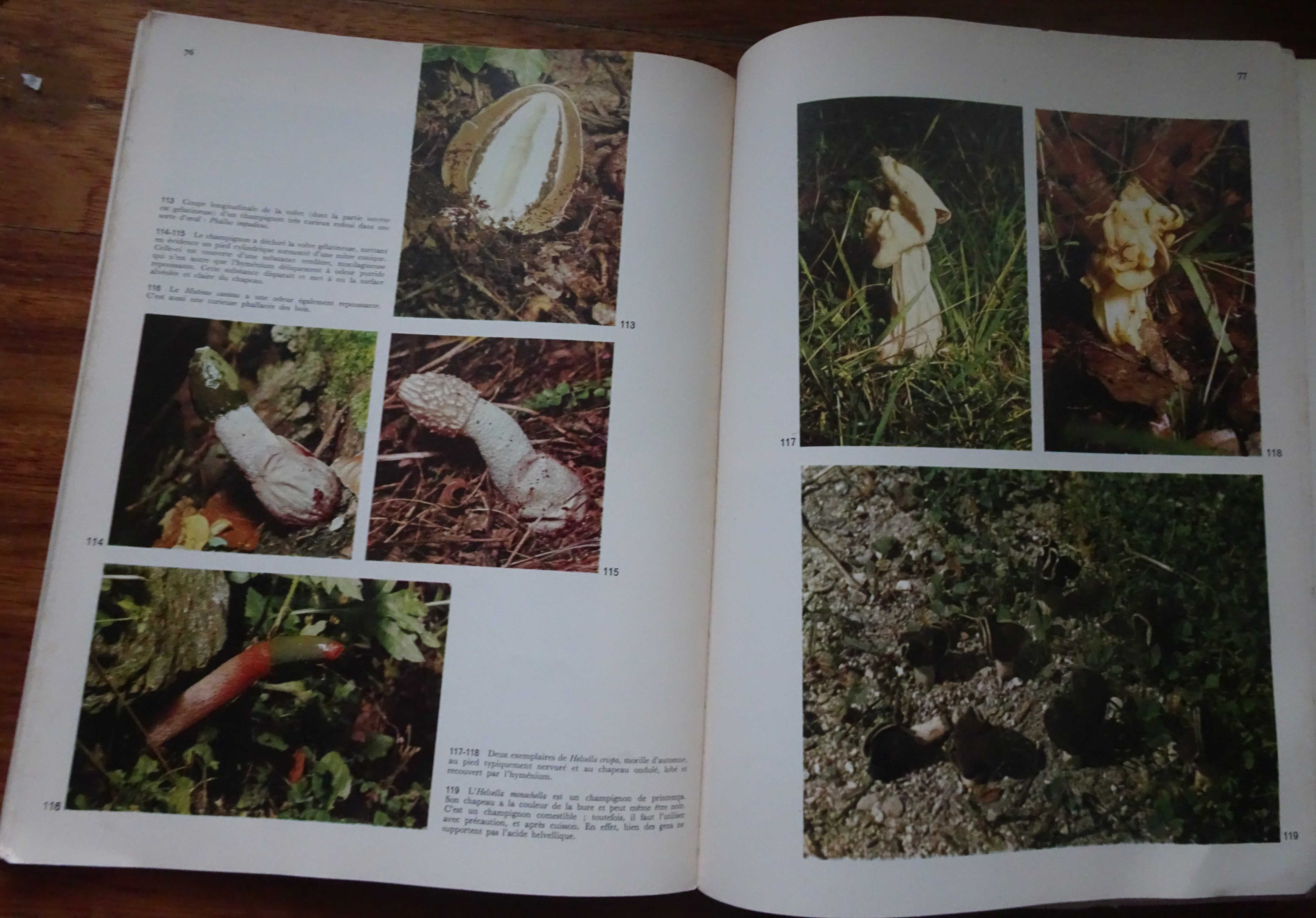 Os Cogumelos (Les Champignons)