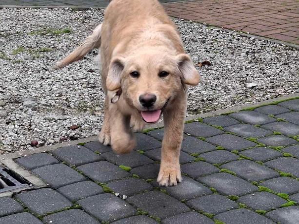Labrador biszkopt suczka 4 miesiące