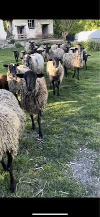 Романівські вівці барани овечки племіний баран