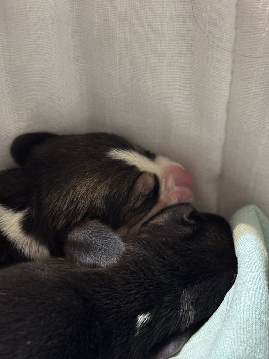 Бігленнята, бігль цуцення