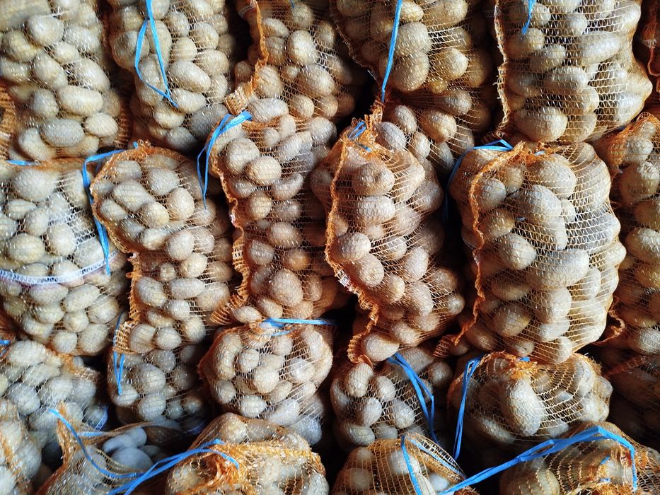 Ziemniaki jadalne 200zl/t Soraya camelia jurek Queen Anna