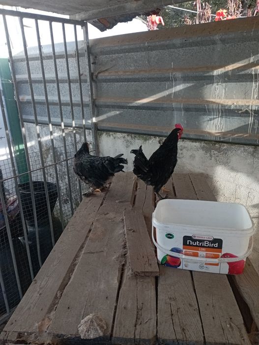 Galinhas bantan's (raça muito pequena)