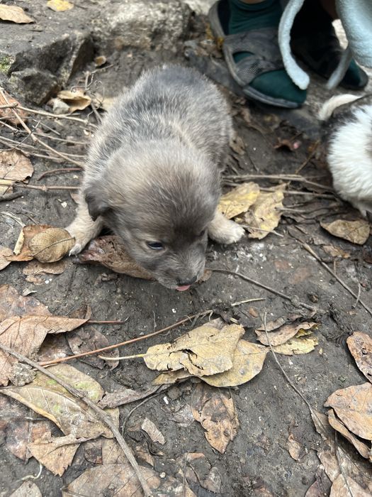 Песики безкоштовно