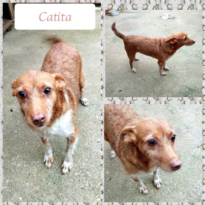 Cadela meiga porte médio pequeno para adoção responsável