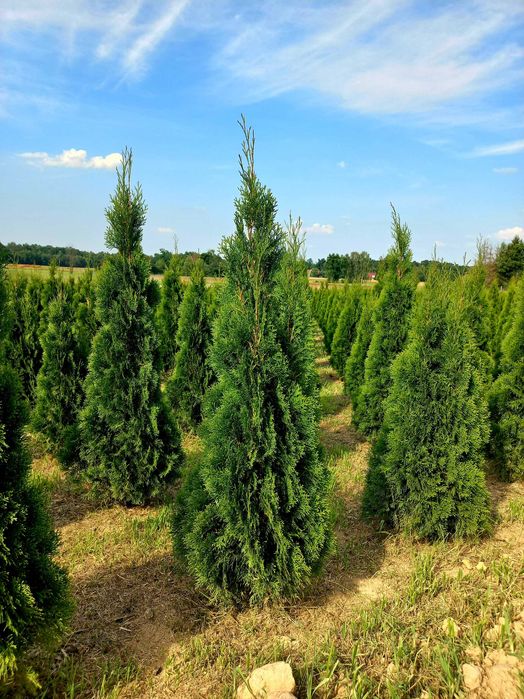 Thuja Tuja Szmaragd 150 - 160 cm