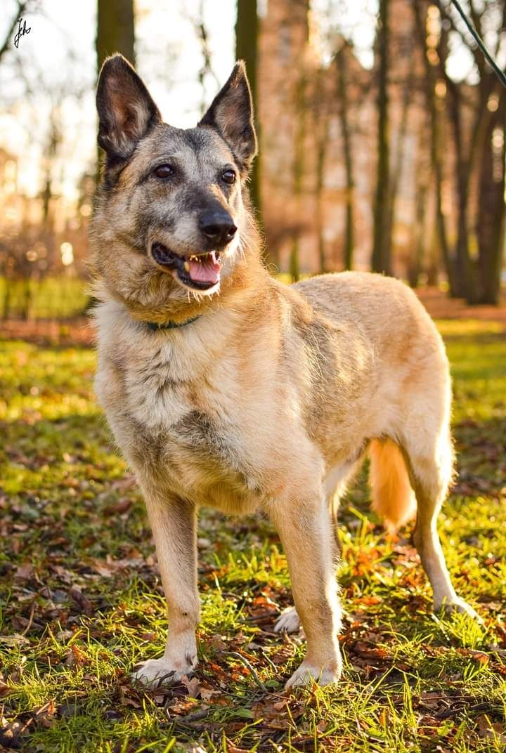 Kochana Sunia szuka Domku! Czy ktoś Ją pokocha!