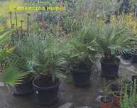 CHAMAREOPS HUMILIS (Palmeira anã europeia ou palmeira vassoura)