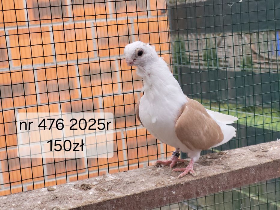 Mewka Polska 2025rok