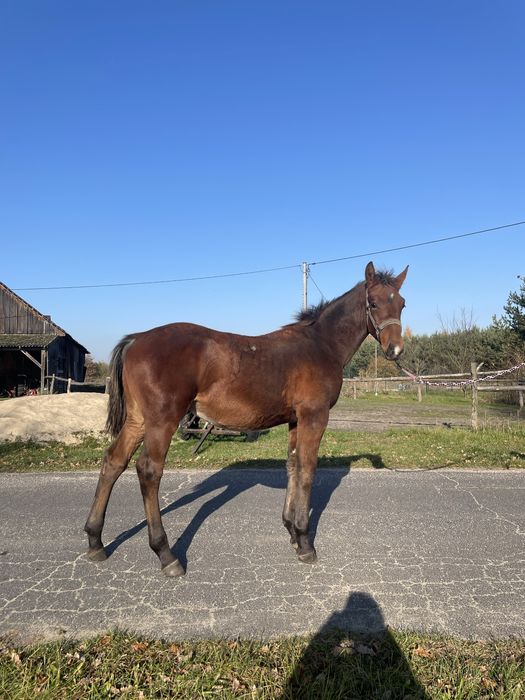 Ogierek Śląski 6 miesięcy niezwykły spokój