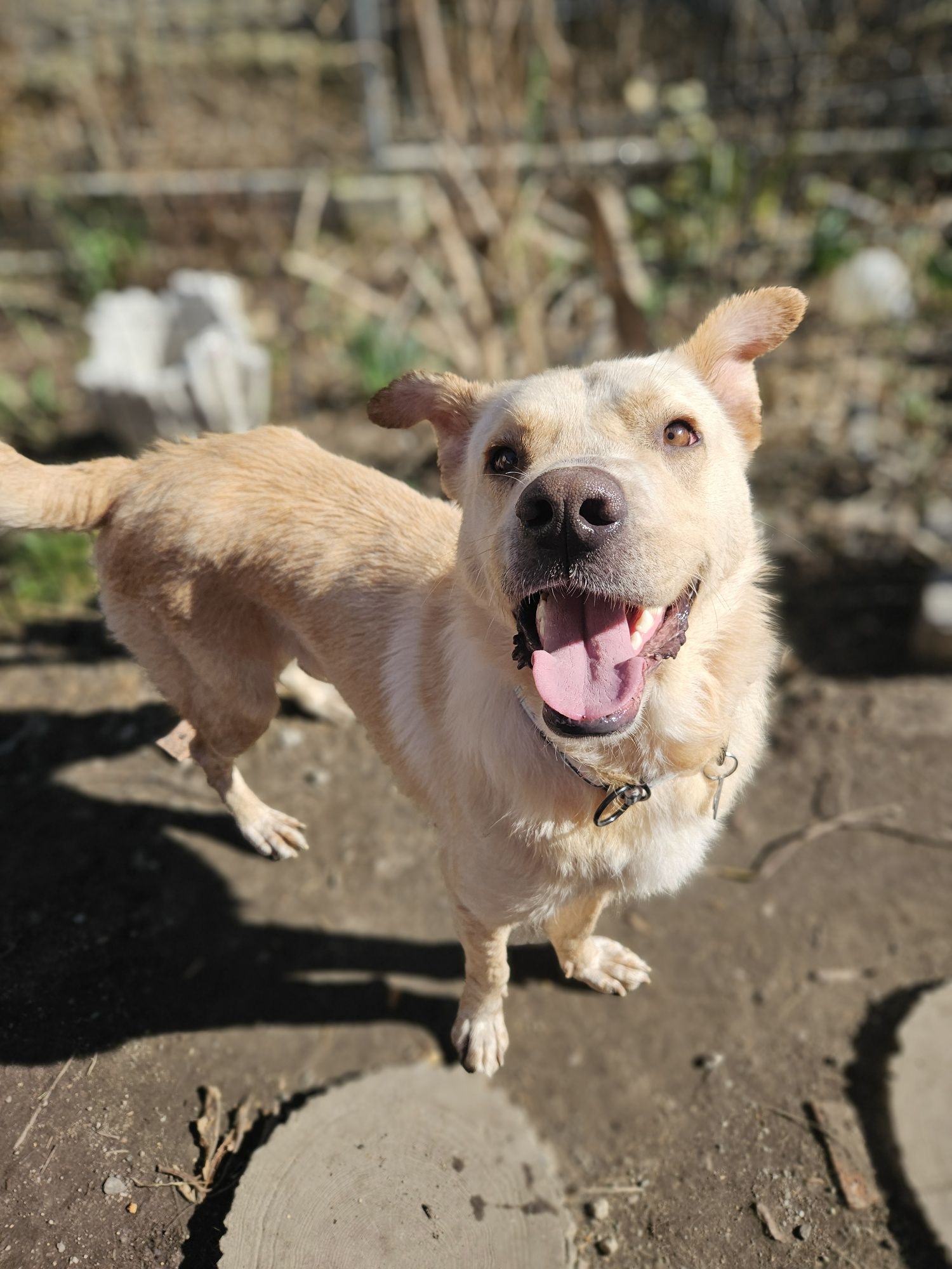 Brego z charakterem labradora szuka domu!