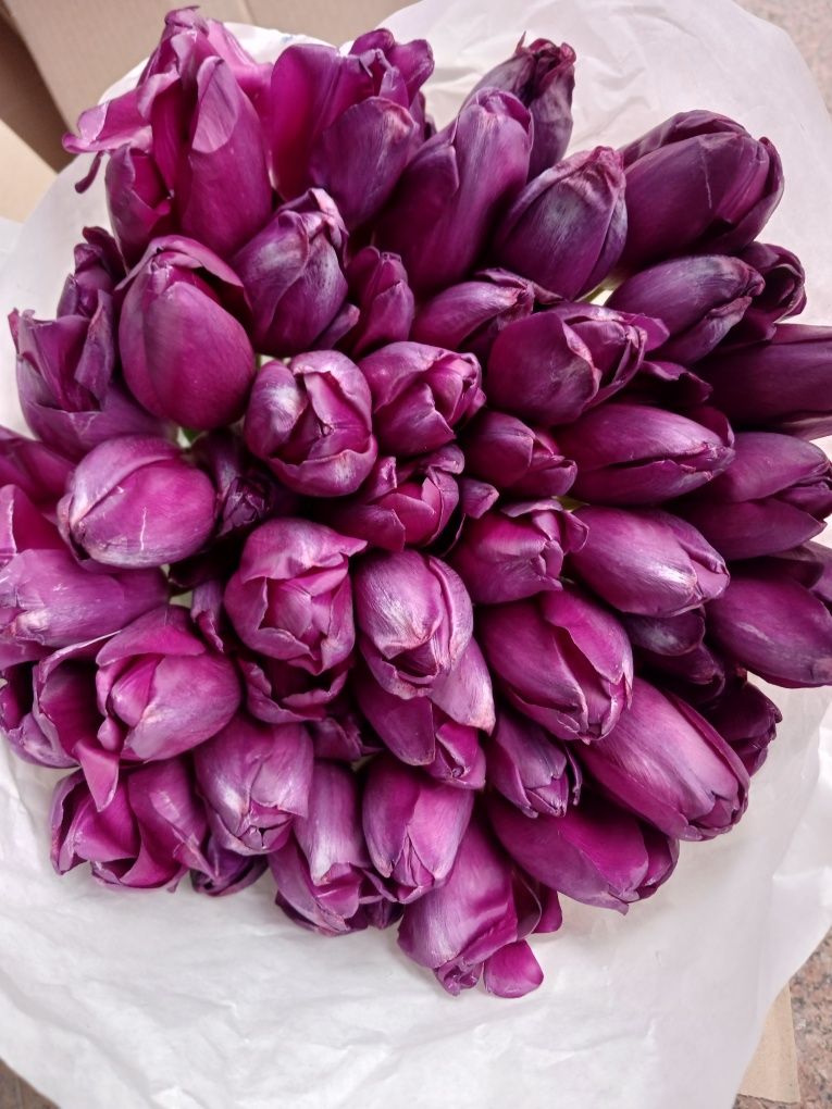 Цибулини тюльпанів Голландія після вигонки мікс різних кольорів і сорт