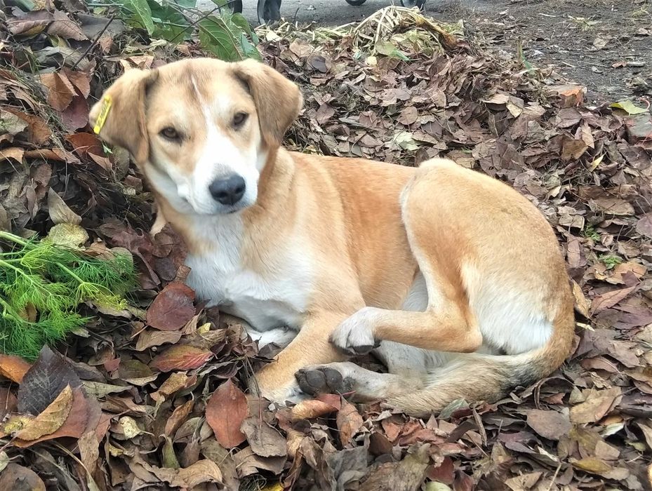 Стерилізована Емма шукає дім