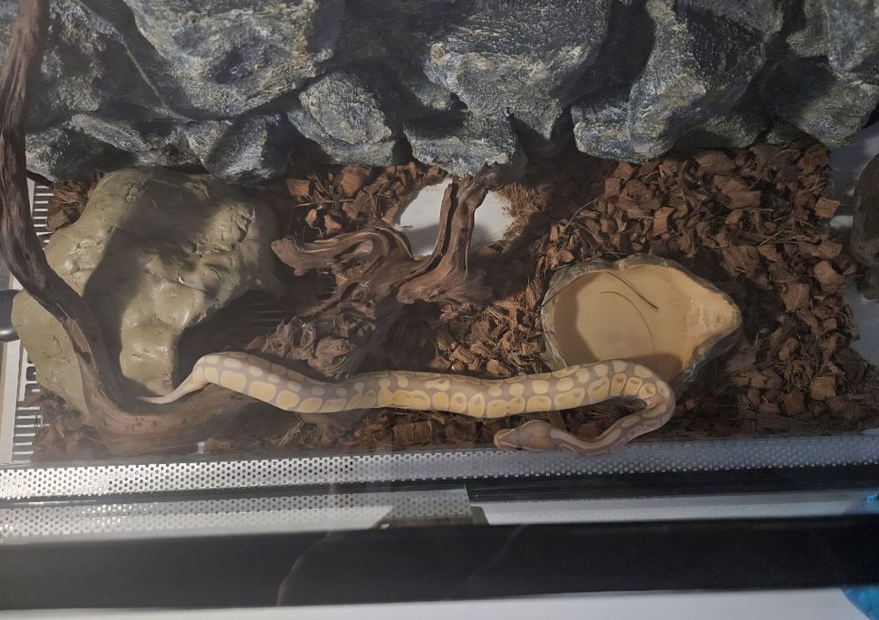 Terrarium dla węża + wyposażenie