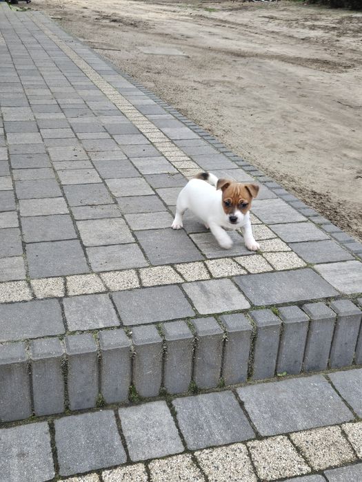 Jack russell terrier