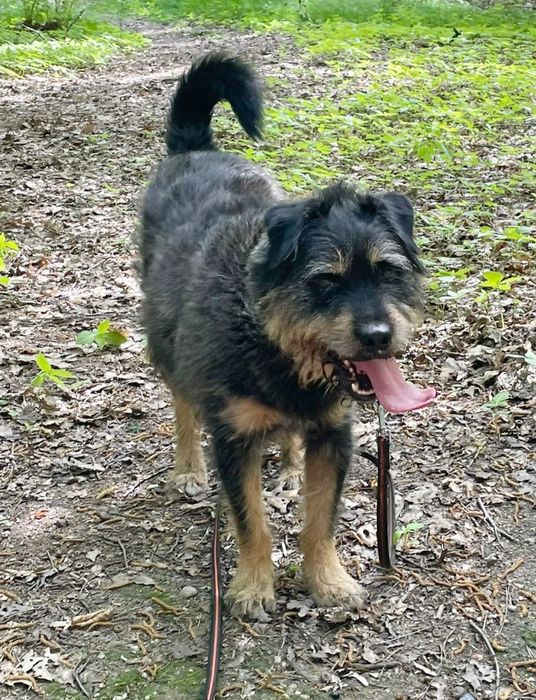 Cudny Ben szuka domu