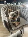 Reproduktor York Yorkshire Terrier miniaturka