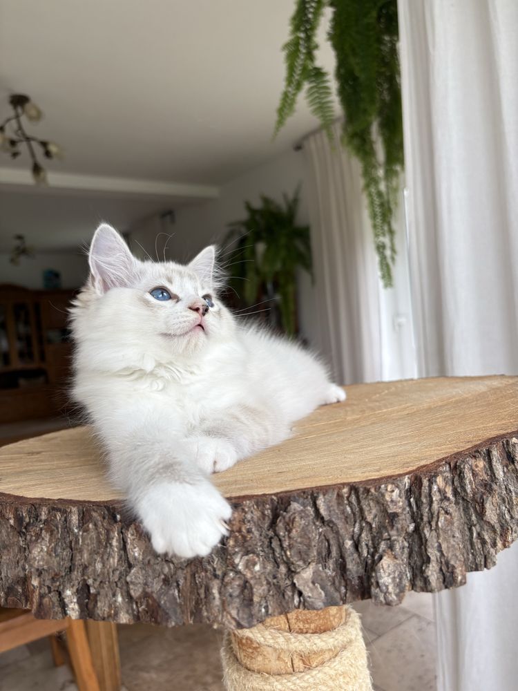Ragdoll FPL kocurek seal mitted tabby