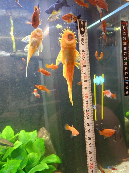 Glonojad złoty ( samiec)