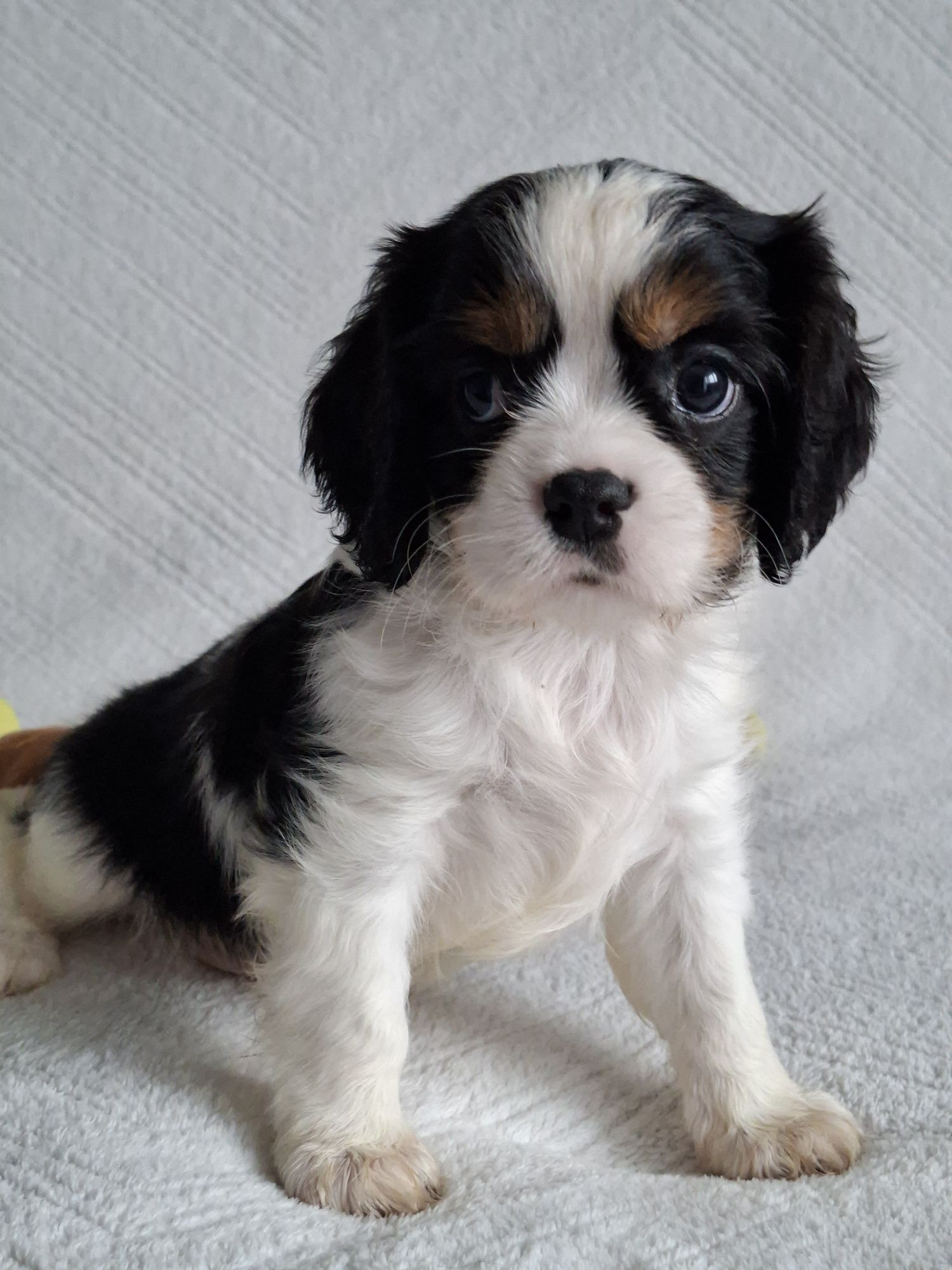 Cavalier uroczy piesek
