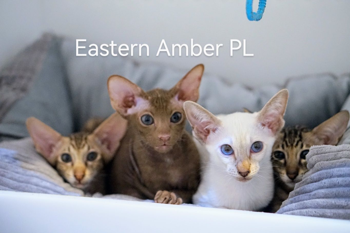 Peterbald kocurek syjamski gotowy do zmiany domku