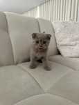 Scottish fold lilac