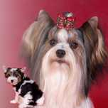 York terrier piesek