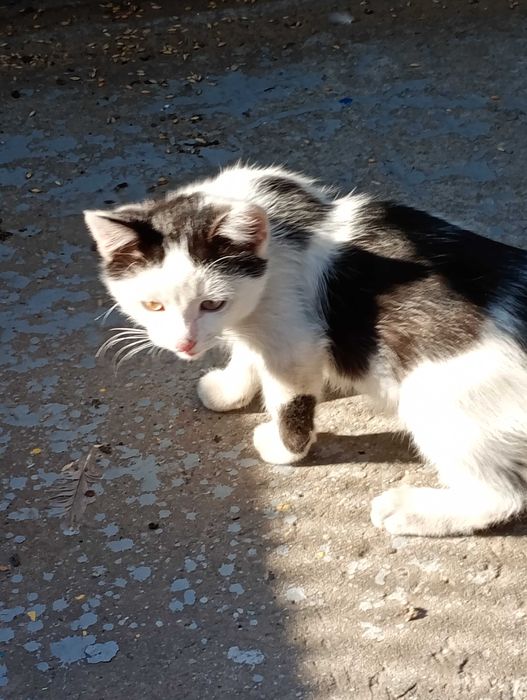 БЕЗКОШТОВНО!!! Кошенятка в добрі руки!!!