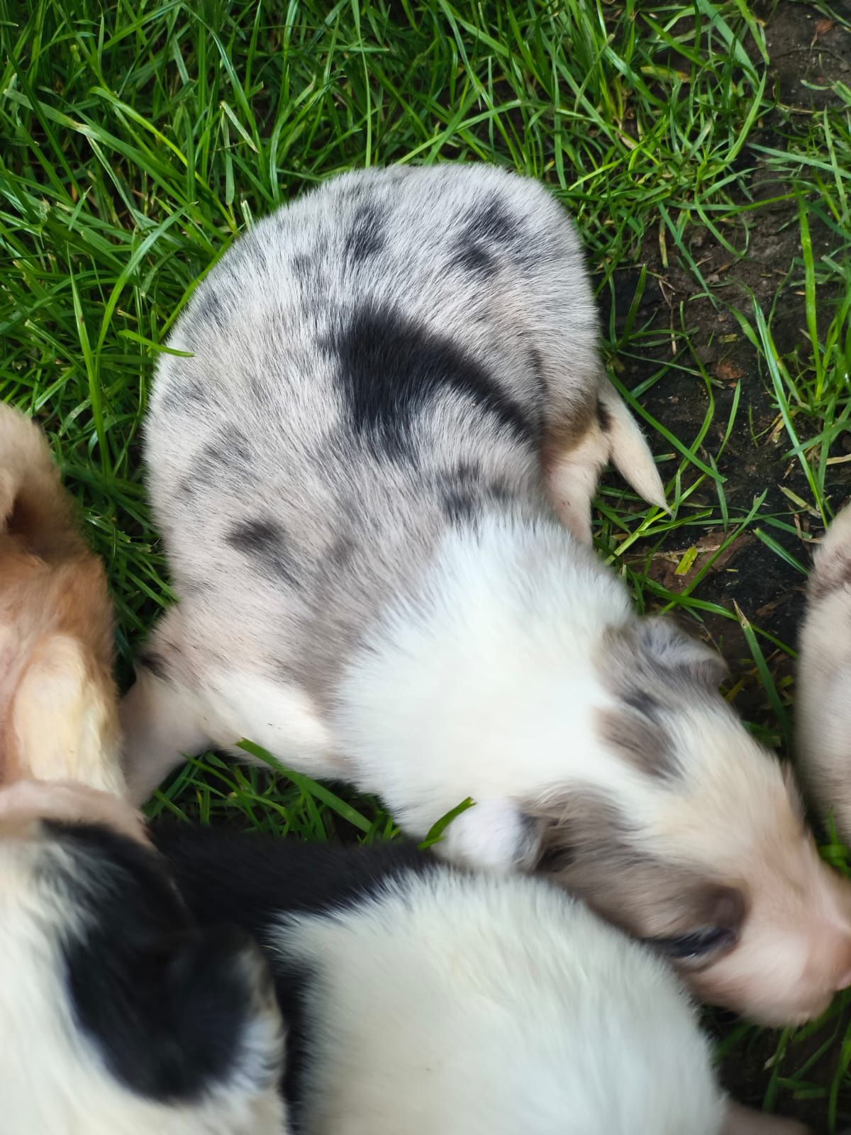 Border Collie Samiec Blue Merle