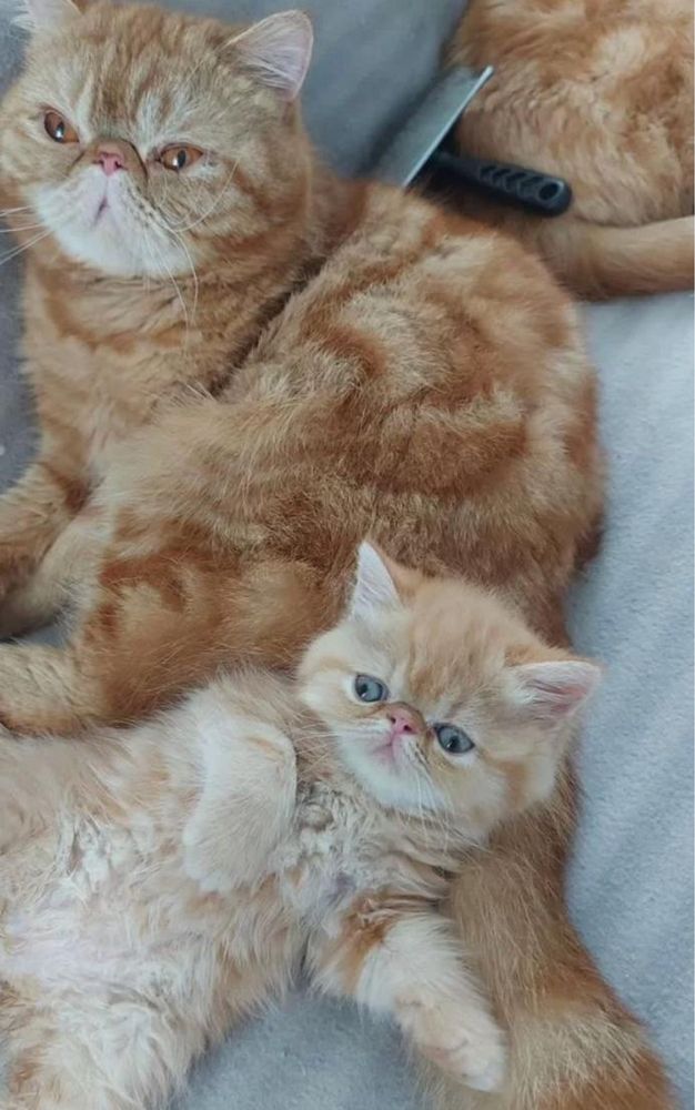 Очаровательные рыжие экзотические котята с документами! Котёнок!