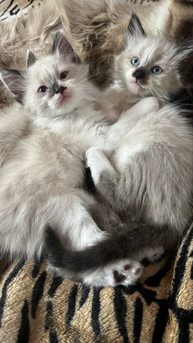 Кошенята в добрі руки