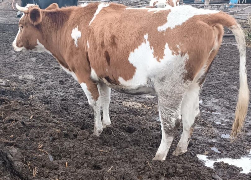 Продам дві тільних теличок