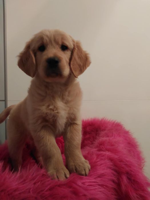 Golden Retriever!!! Samiec !!!  Nie Labrador Border Collie