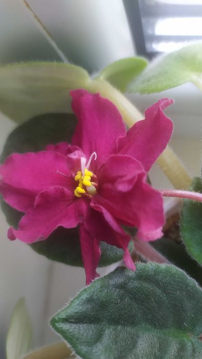 Листочки фіалки сенполії