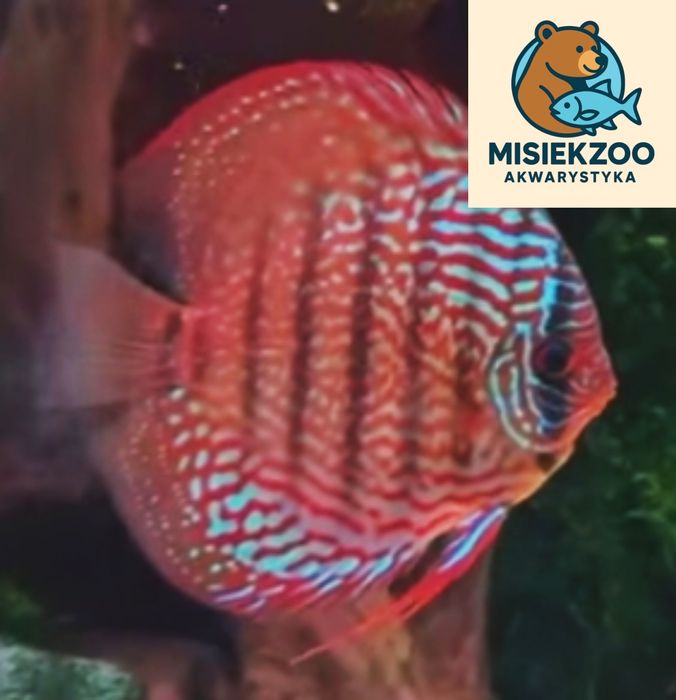 MISIEKZOO Dyskowce - Paletka Red White / Rozmiar 5 cm / Różne odmiany