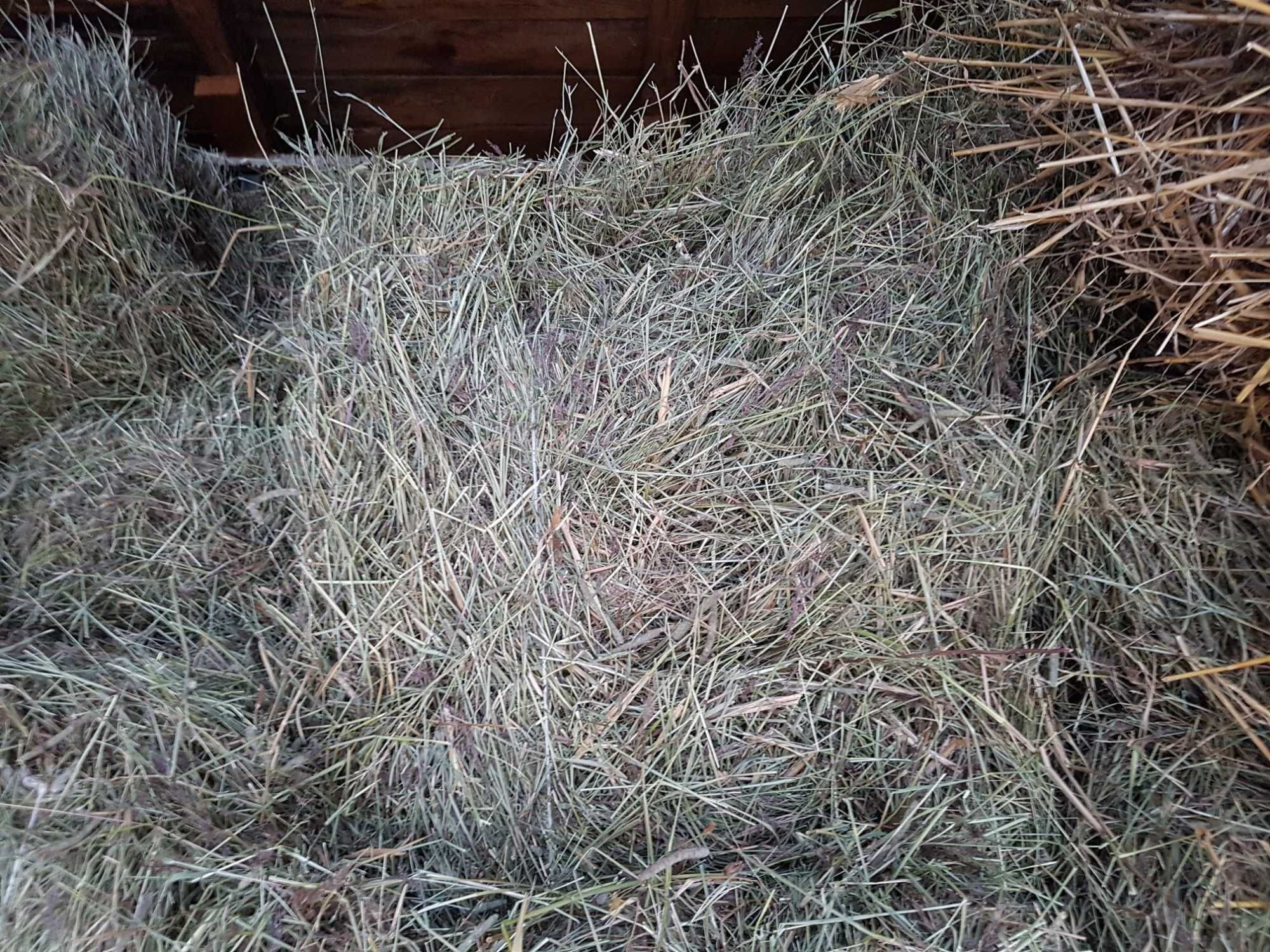 Siano świeże ekologicznie gospodarstwo  ponad 10 Kg kostka, kostki
