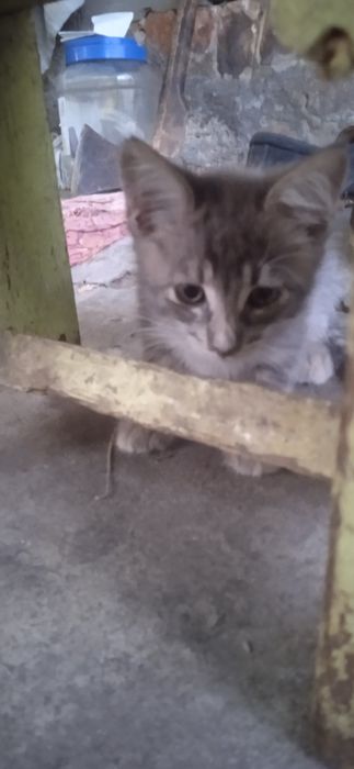 Отдам в хорошие руки