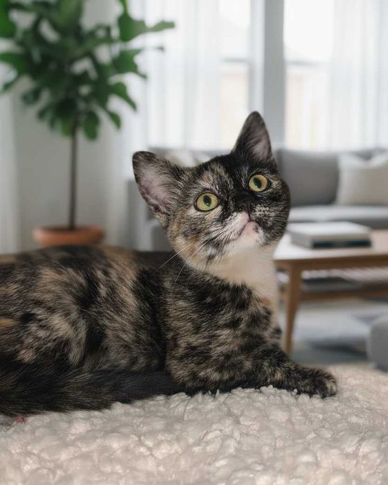 Setúbal / Margem Sul / Lisboa — LALA, gatinha para adoção