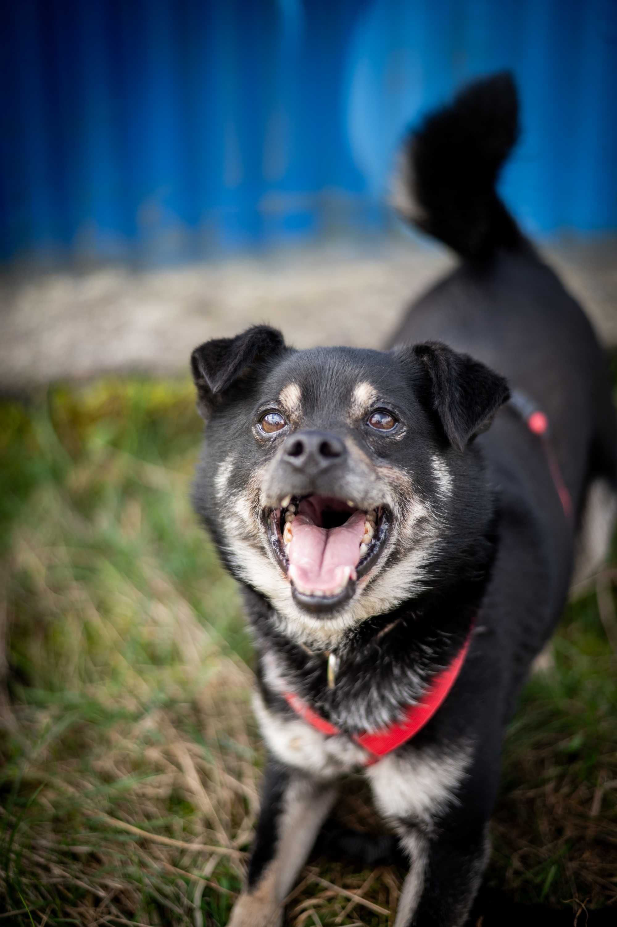 Czarny mały pies, z charakterem - Czaruś! Mix shiba inu