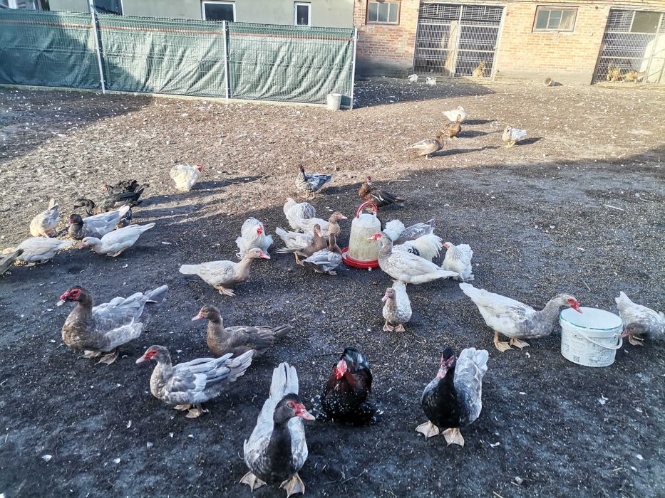 Kaczki francuskie pełno barwne