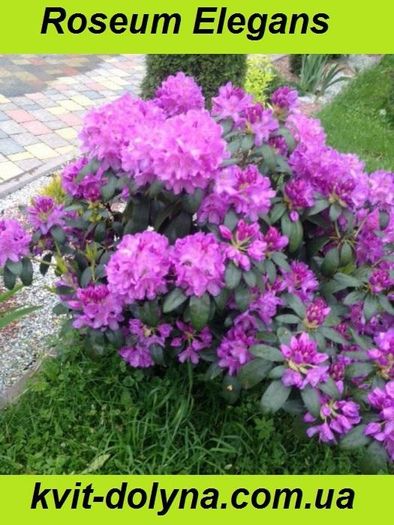 Акція Рододендрон Rhododendron