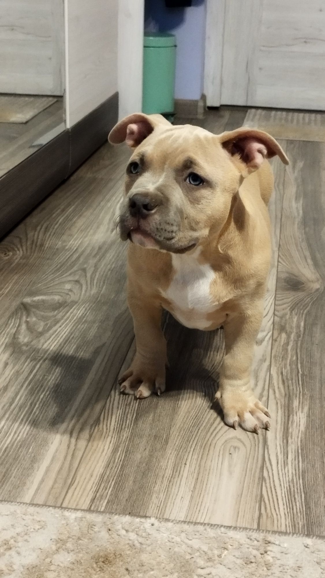 American Bully Standard