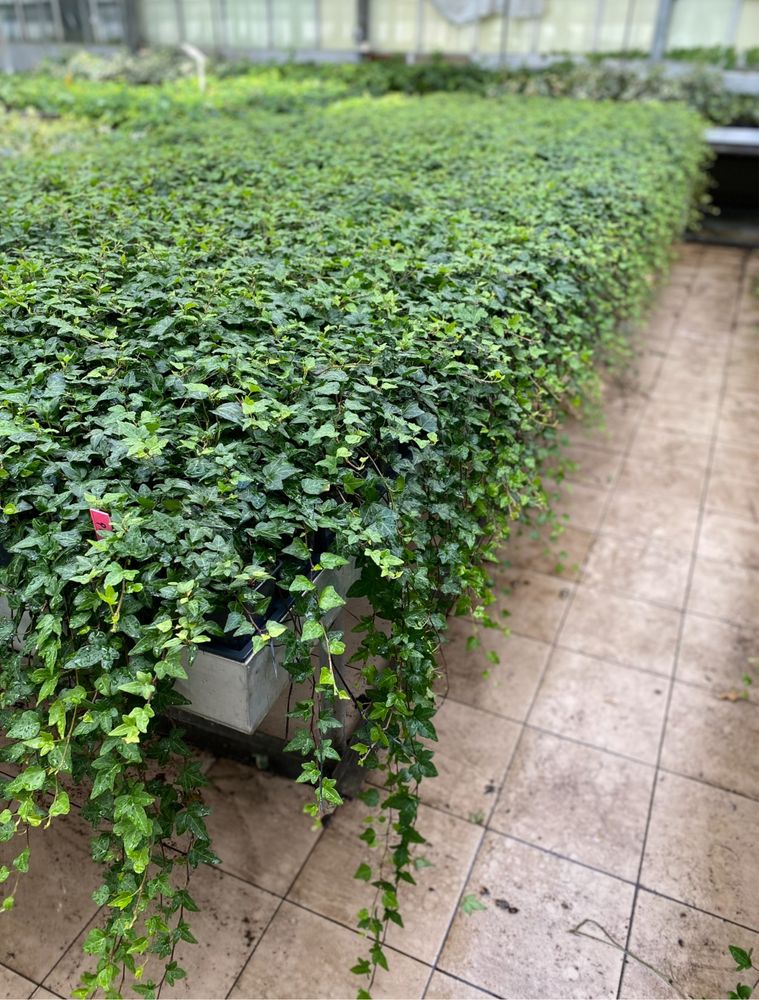 Bluszcz hedera helix 150-180 cm