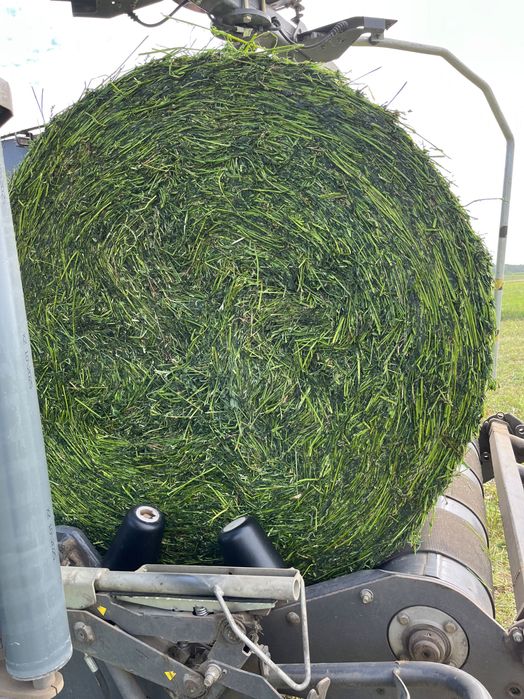 sianokiszonka z lucerny