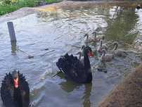 Cisnes negros adultos