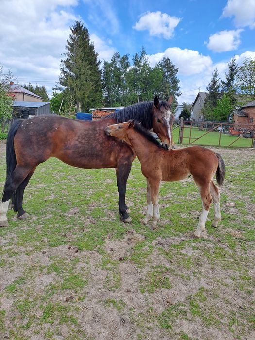 Sprzedam Klacz rasy śląskiej