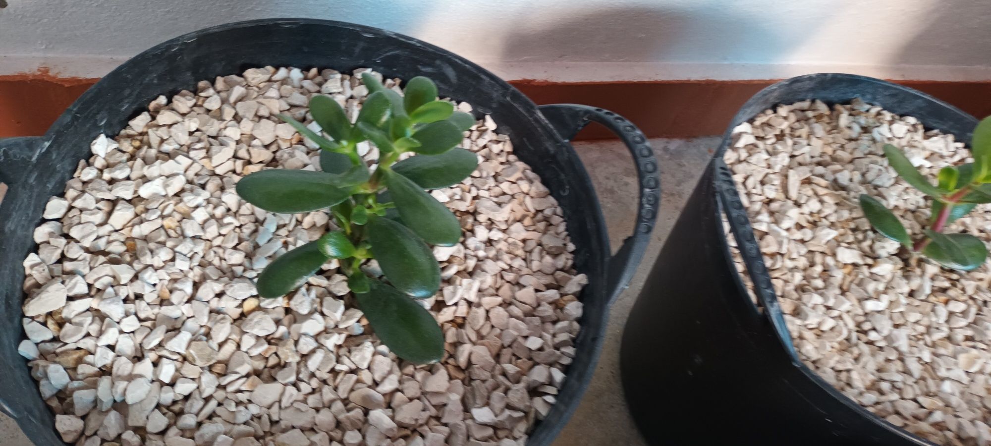 Catos e sucolentas