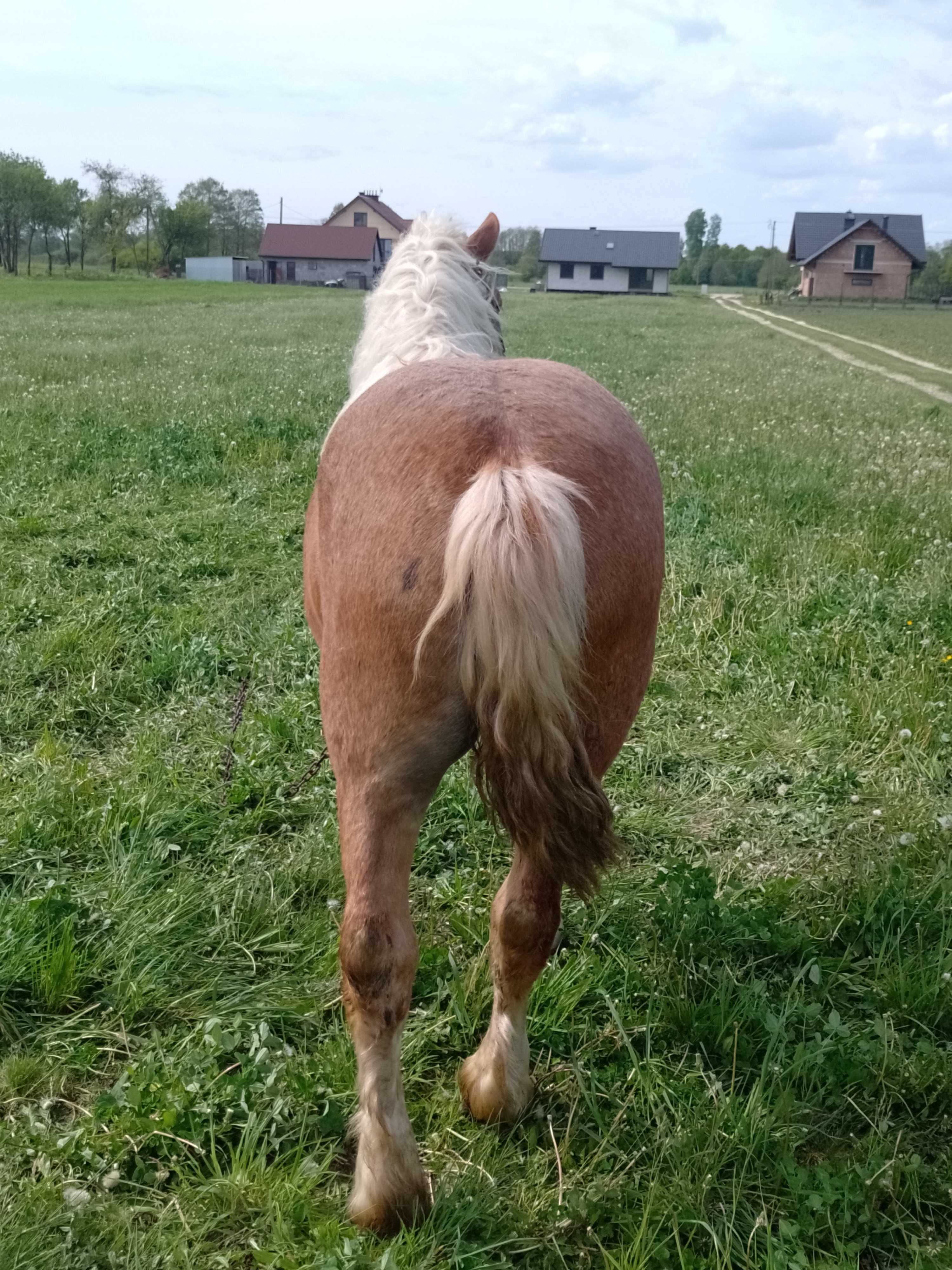 Witam sprzedam ladną źrebice