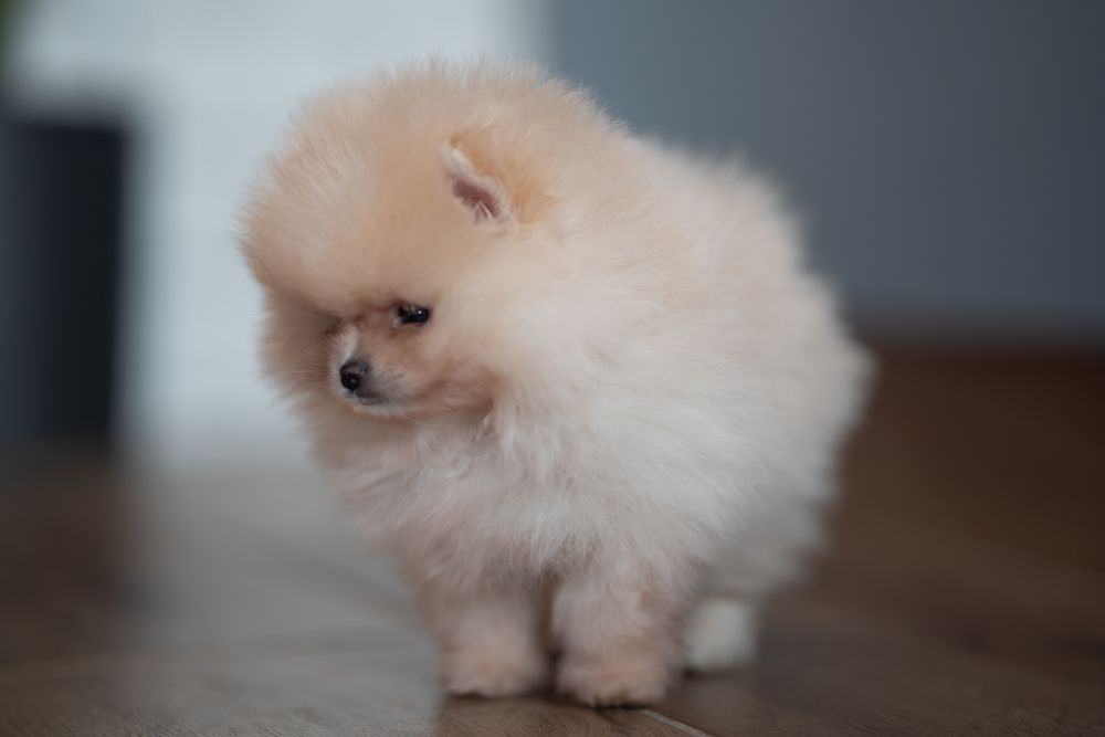 Szpic miniaturowy pomeranian